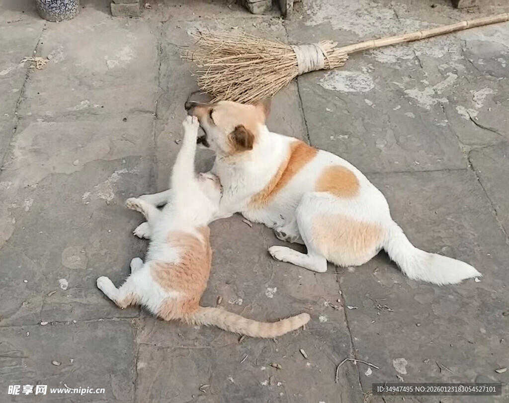 狗狗猫咪玩耍