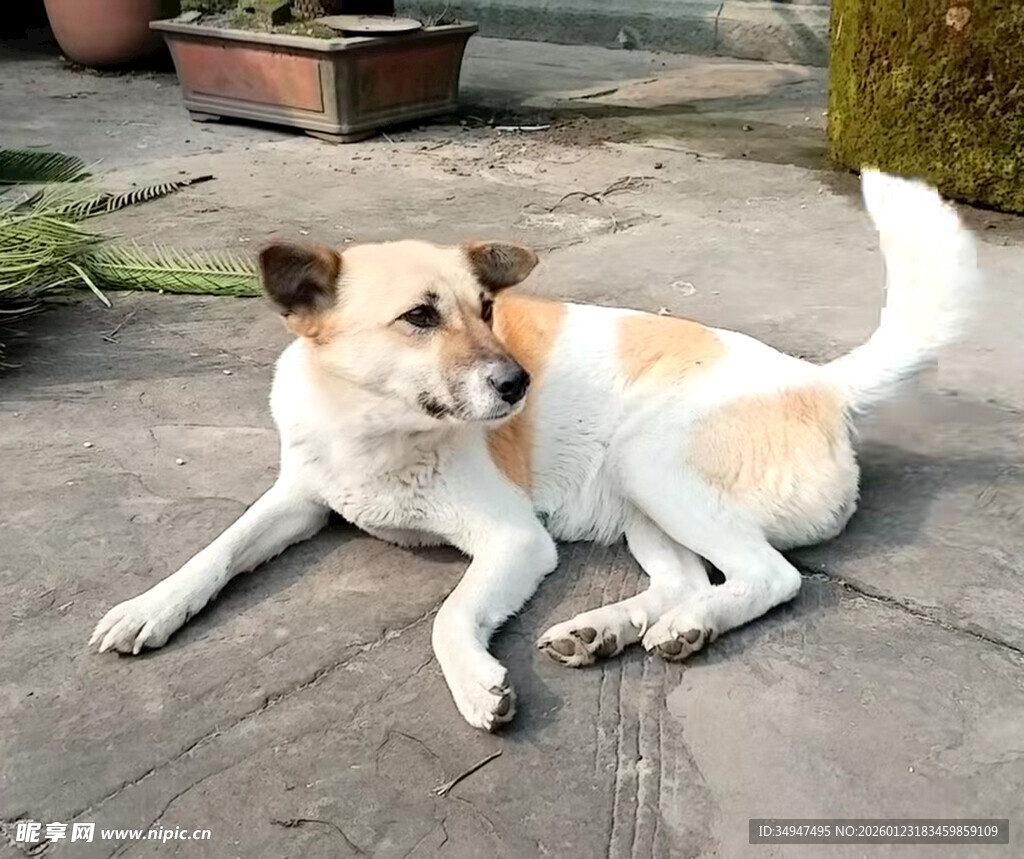 趴着的可爱小狗