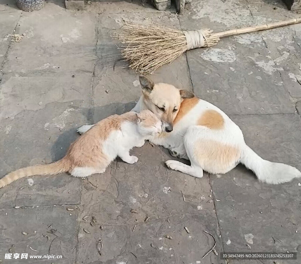 猫咪与狗狗亲昵依偎