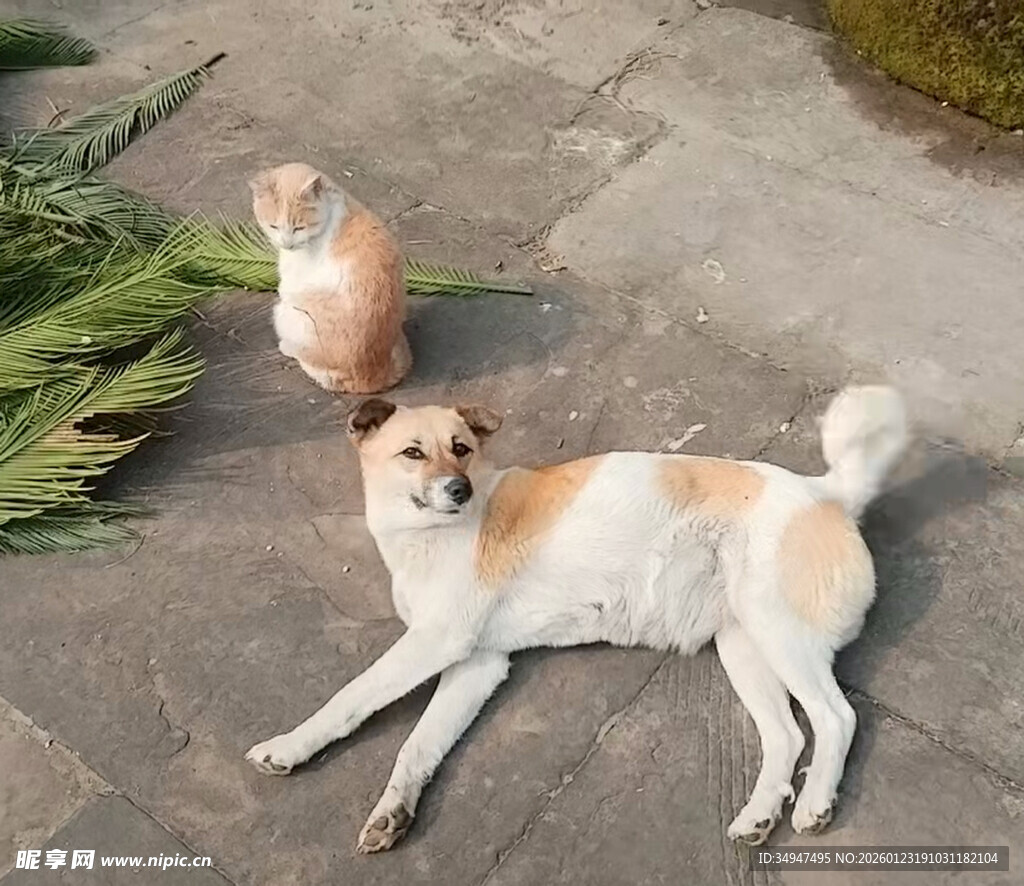 猫猫和狗狗惬意休憩