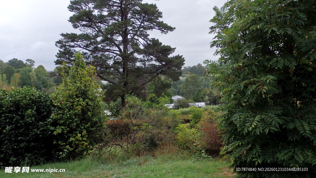 绿意盎然的户外自然景致