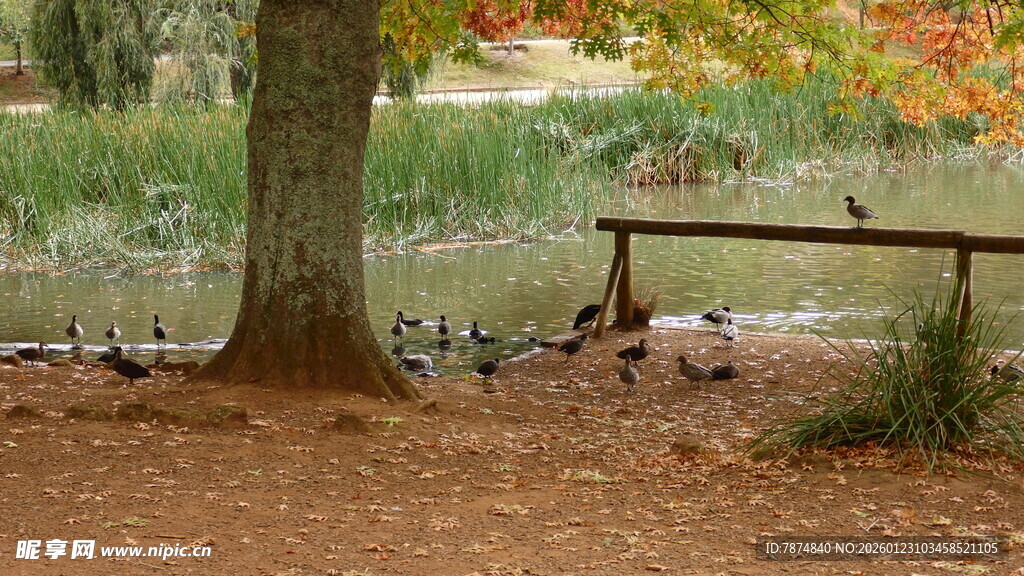 树下长椅旁的自然景致