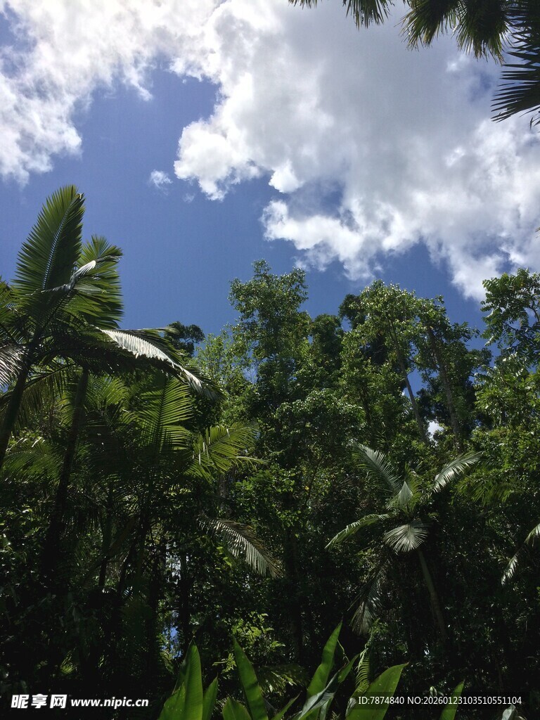 热带丛林中的蓝天绿树