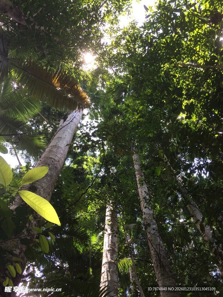 阳光穿透茂密森林树冠