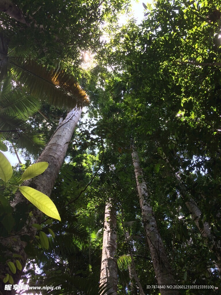 茂密森林中的高大树木
