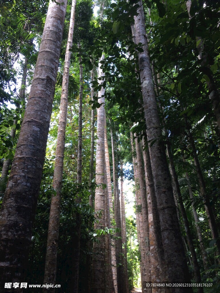 茂密森林中的高大树木
