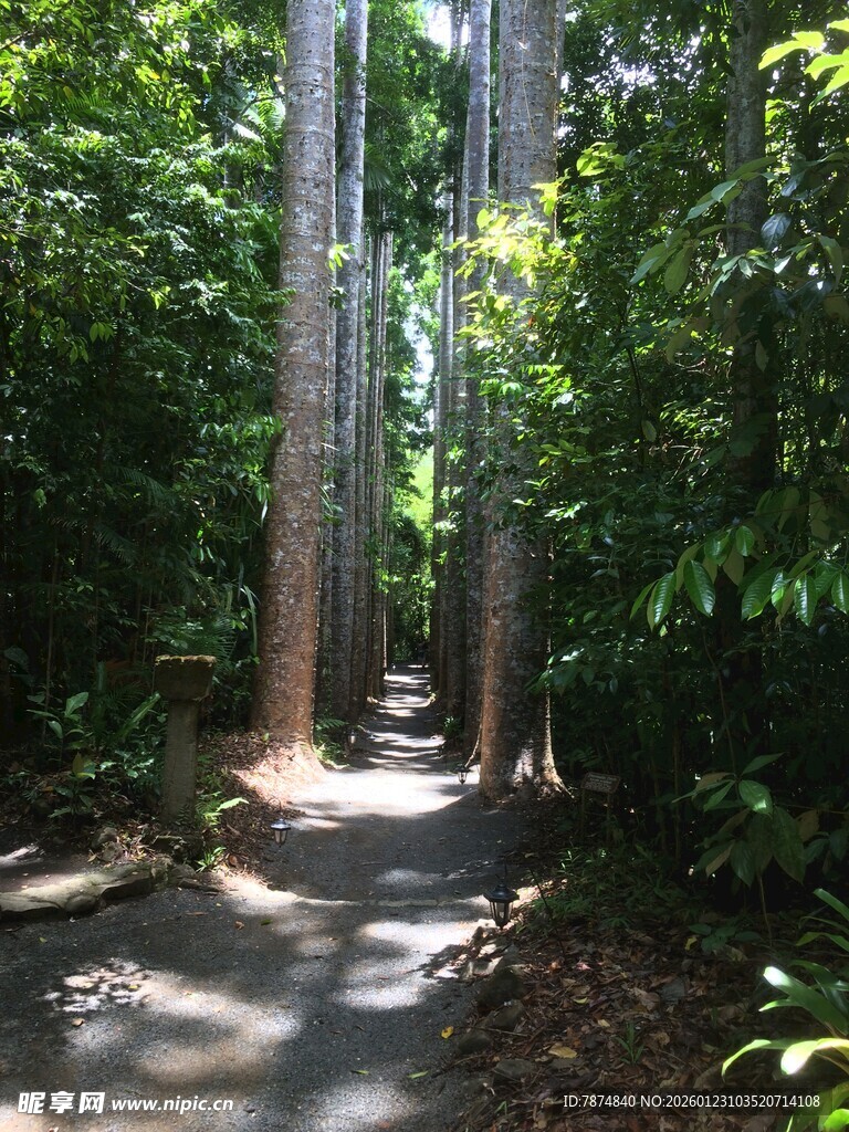 林间幽径 绿意盎然的自然景