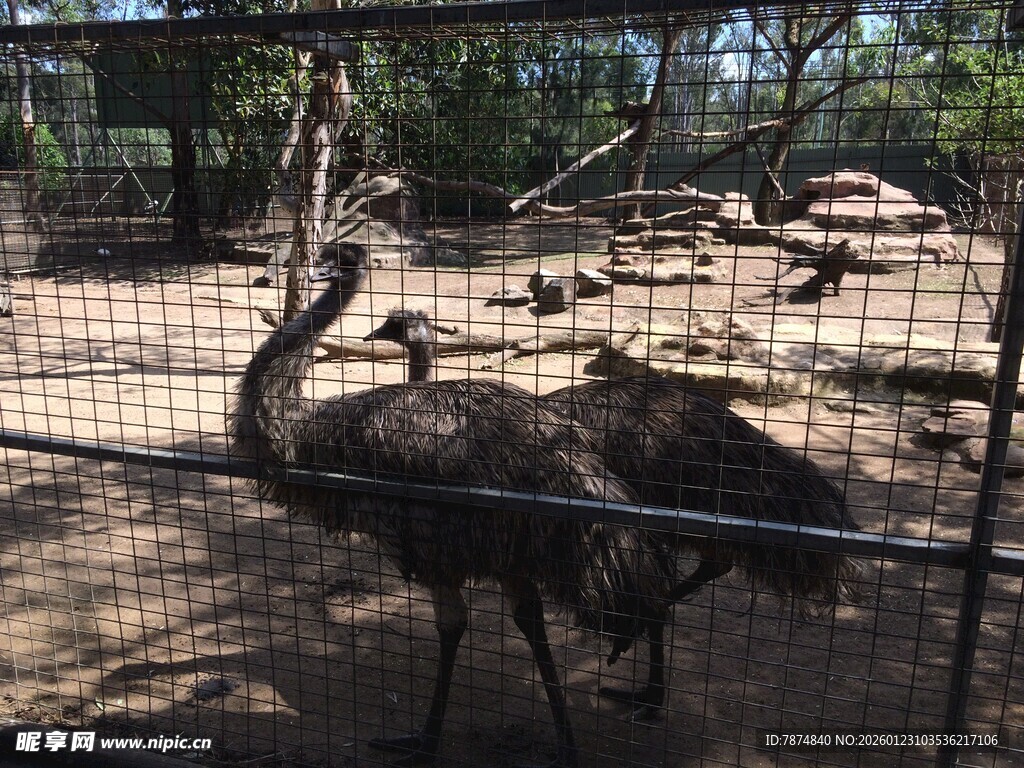 围栏内的鸵鸟