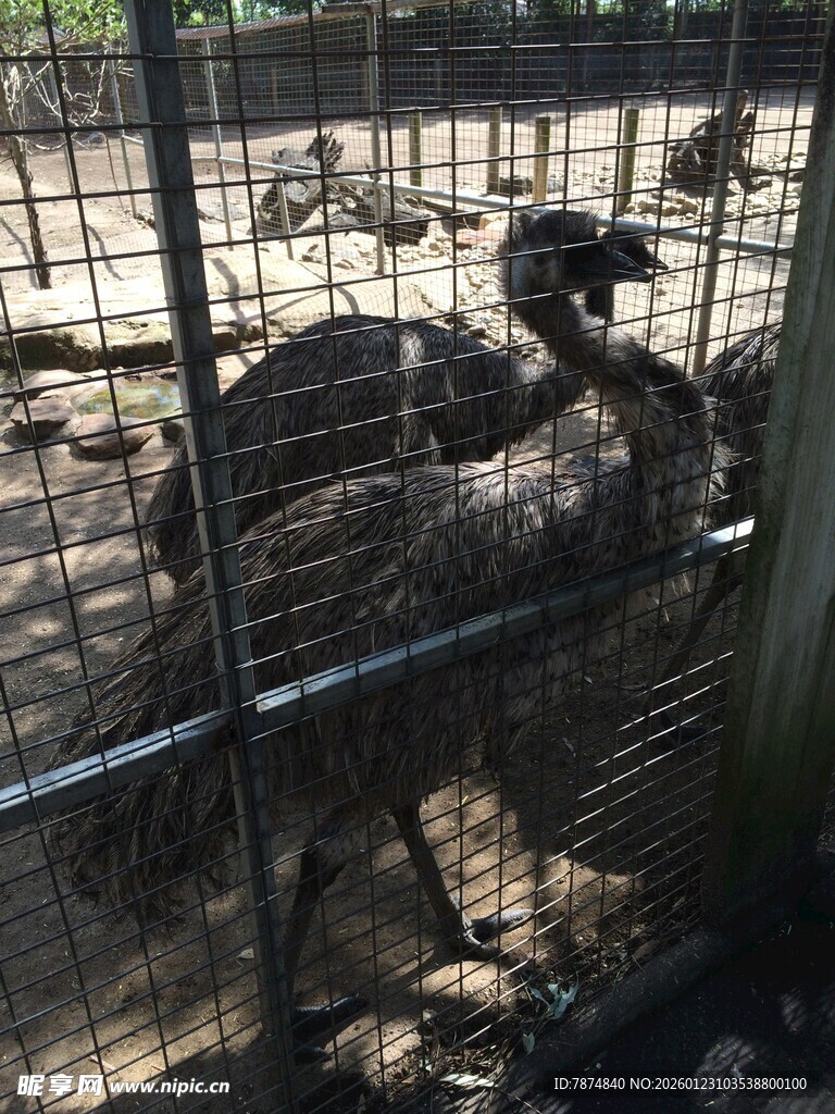 笼中的鸵鸟