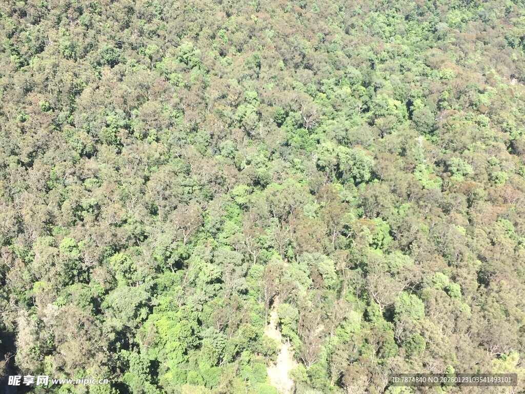 俯瞰葱郁繁茂的绿色森林