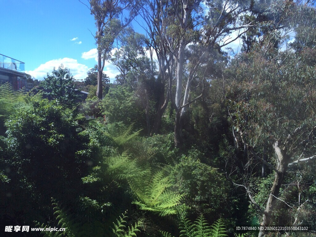 山林间的繁茂绿植景观