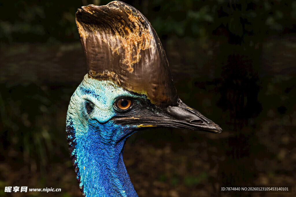 蓝羽凤头鸟特写