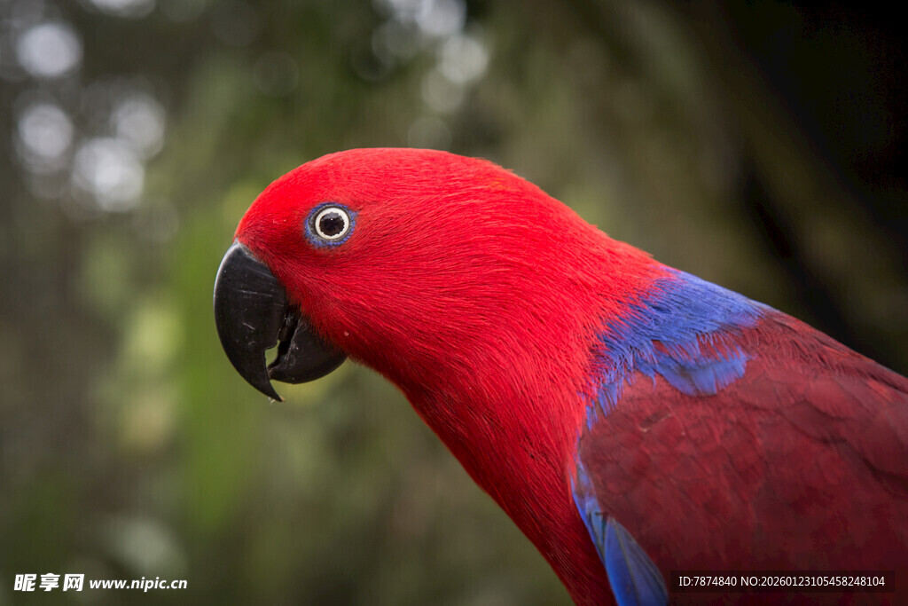 鲜艳红鹦鹉特写