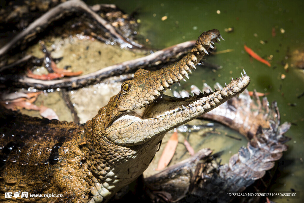 水中鳄鱼与群鱼共处