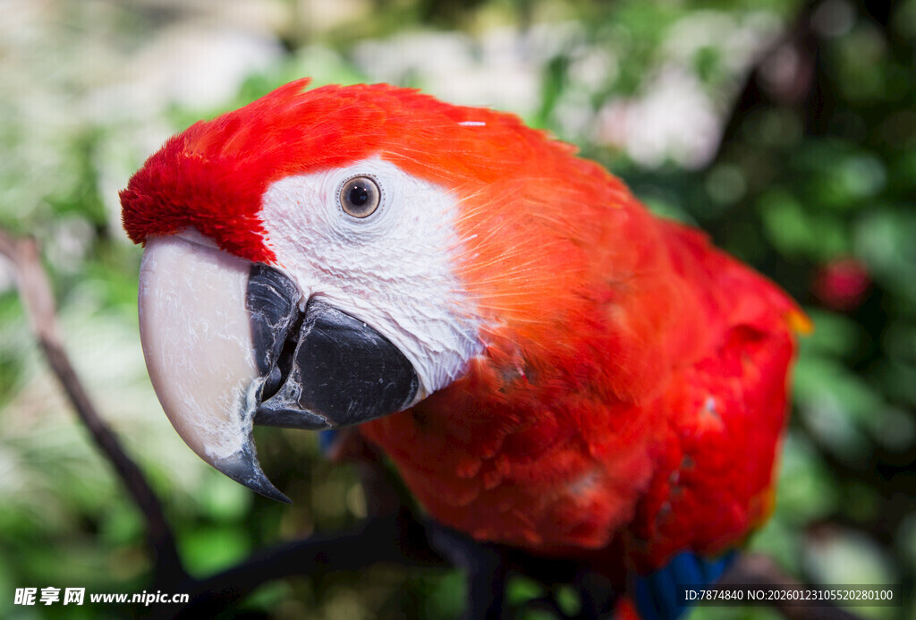鲜艳红鹦鹉特写