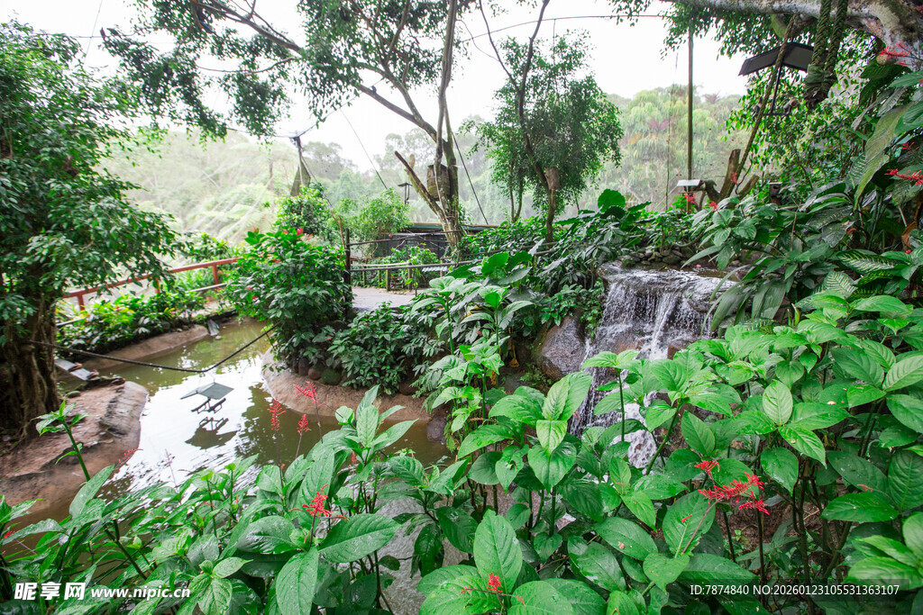 雨林中的潺潺溪流与绿植