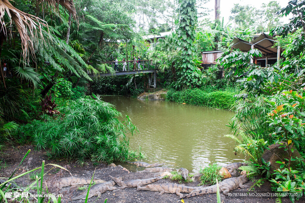 丛林中的静谧池塘