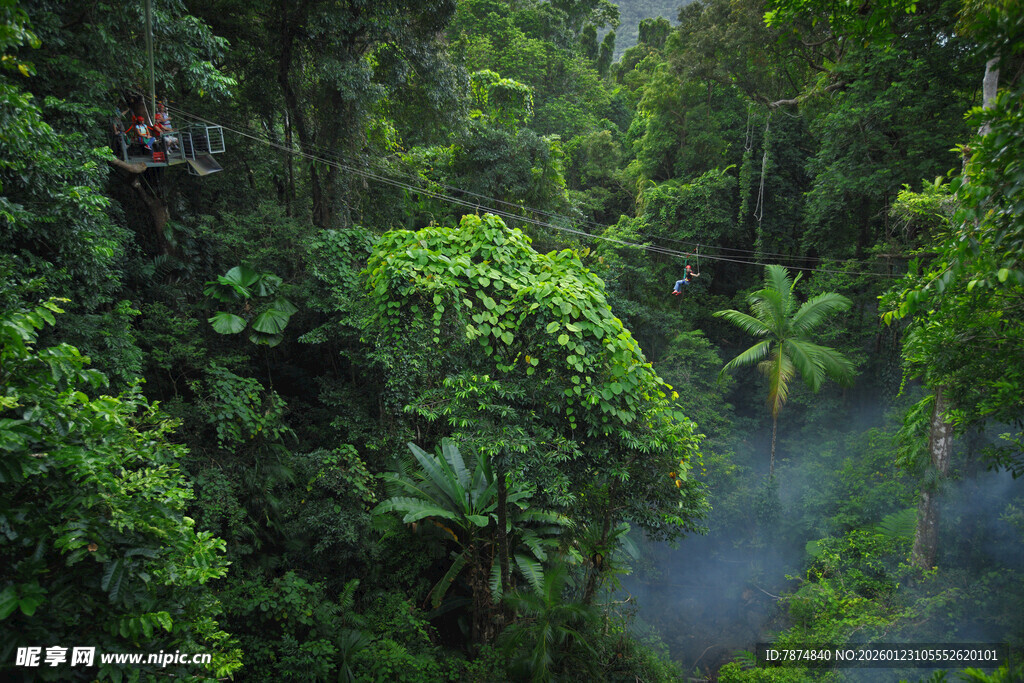 雨林深处的神秘绿色景观