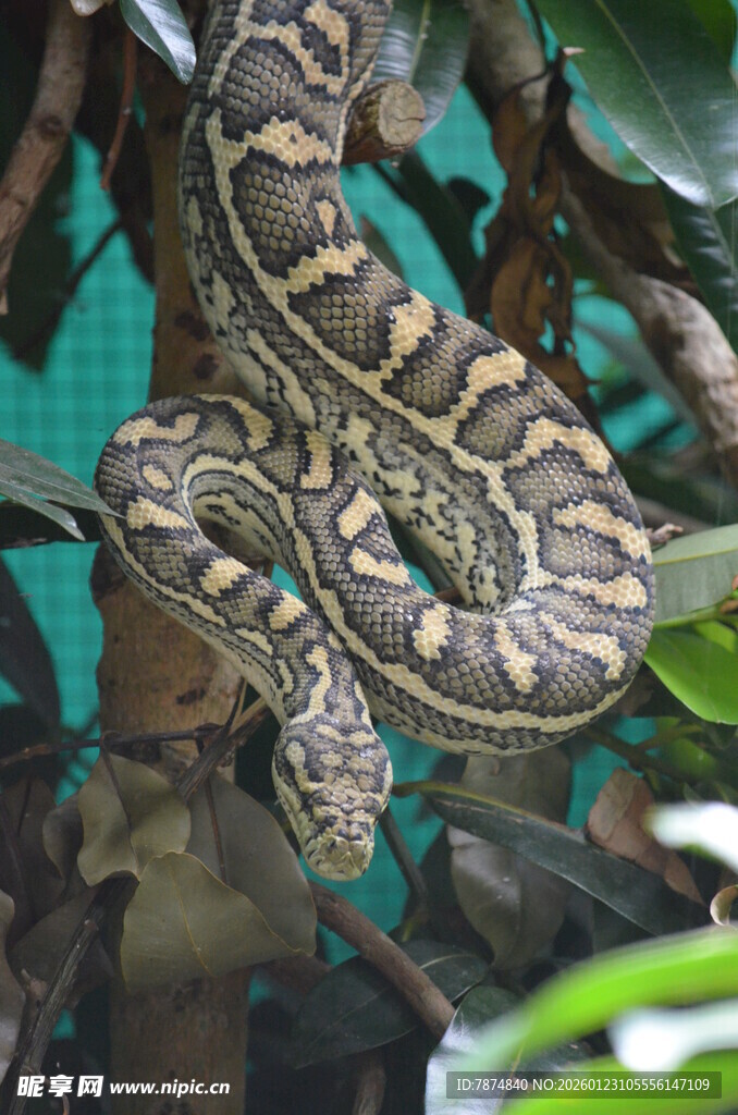 树上盘绕的花纹斑斓蟒蛇