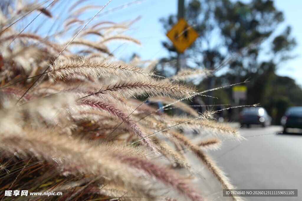 路边的狗尾草
