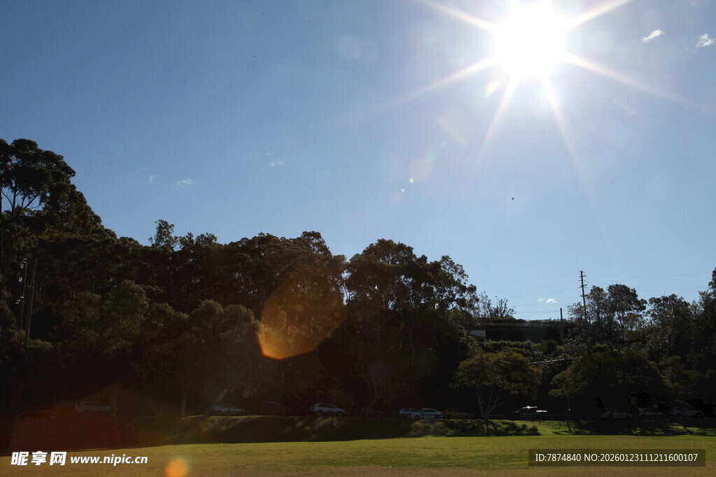 阳光下的绿意盎然景致