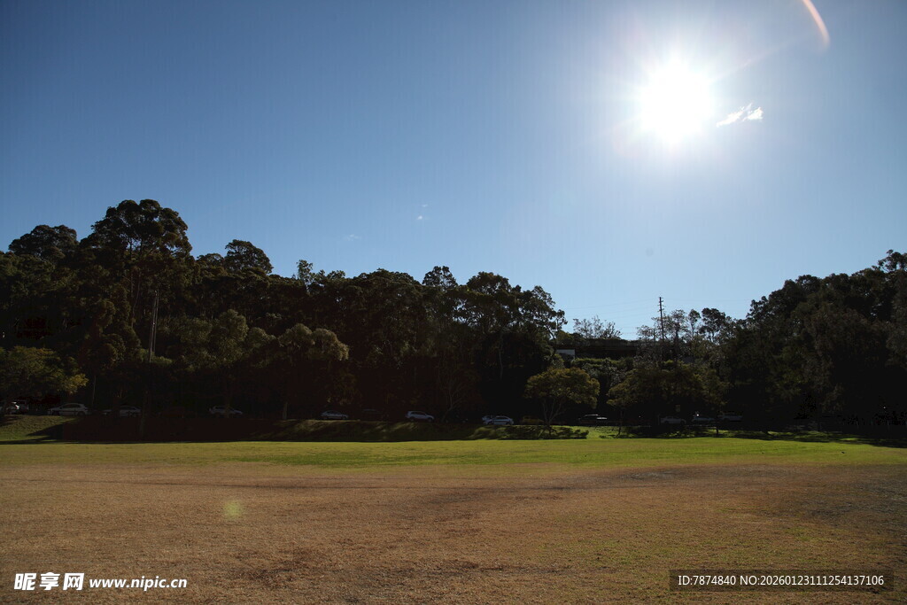 阳光照耀下的开阔草地树林