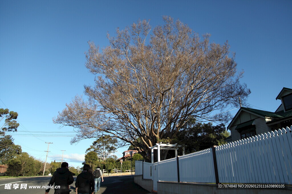 秋日街道旁的大树与人
