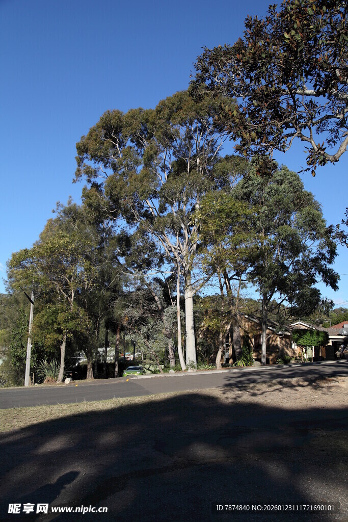 户外绿树成荫的宁静场景