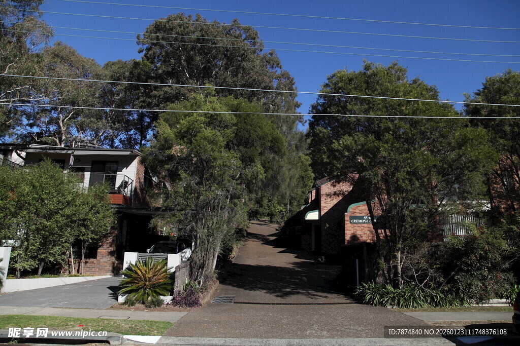 宁静街道旁的绿植与房屋