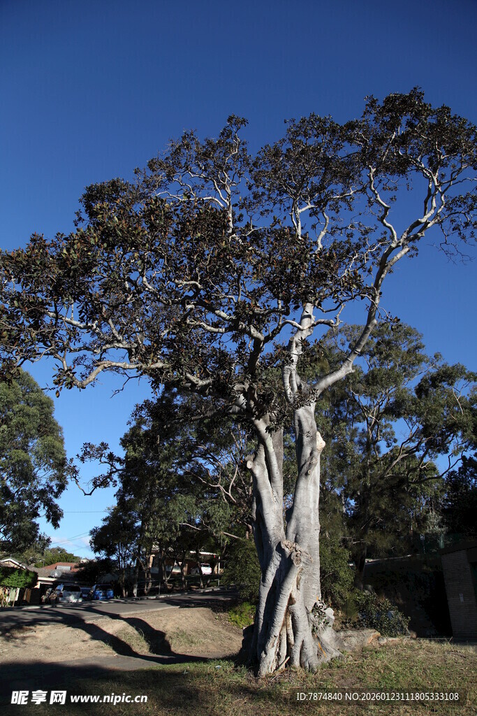 古老大树屹立于开阔之地
