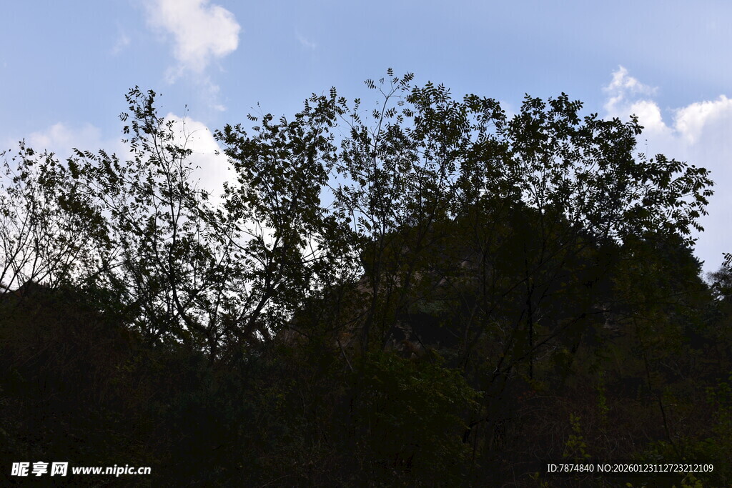 蓝天映衬下的茂密树林