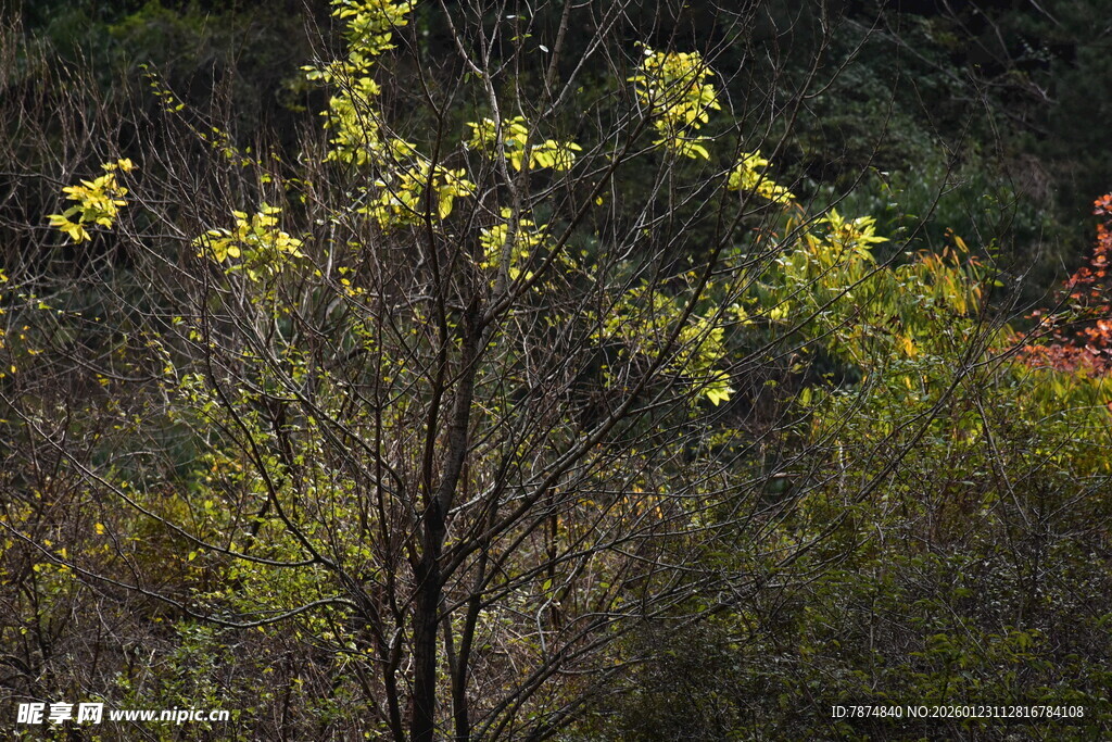春日枝头新绿初绽
