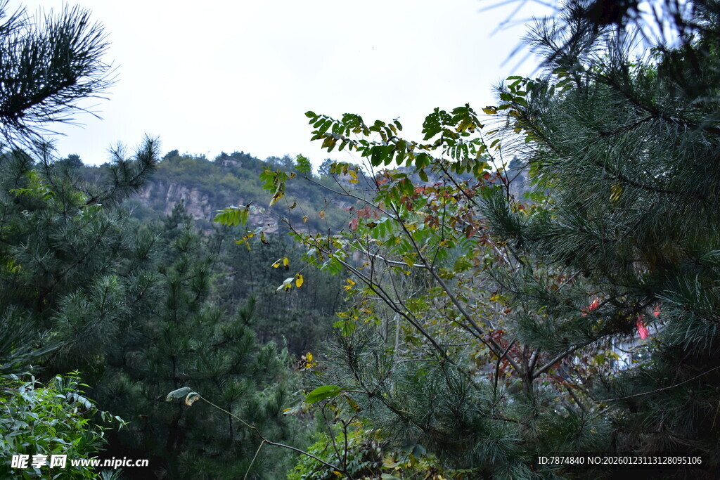 山林间繁茂的绿植景观