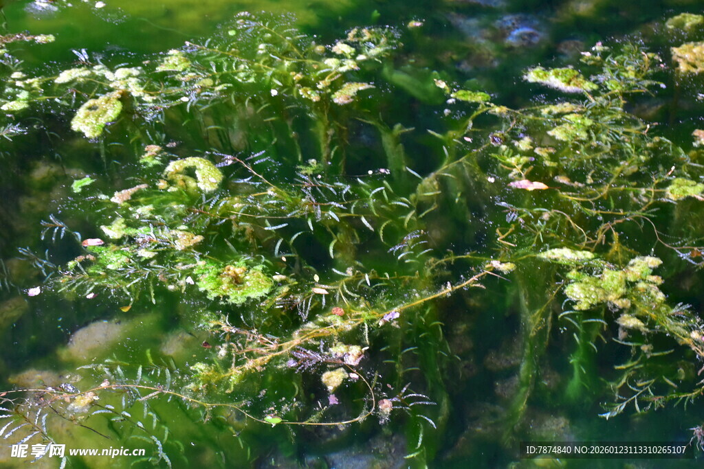 翠绿枝叶间的清新景致