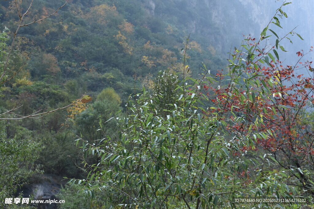 山林间多彩植被景观