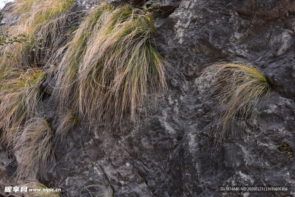岩石上生长的金黄野草