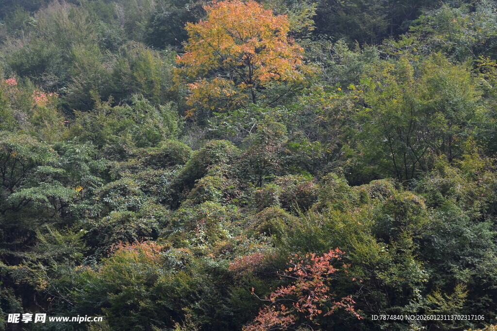 秋日山林斑斓景致
