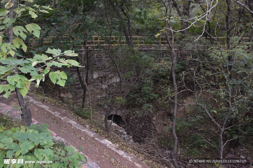 林间小道上的黑熊
