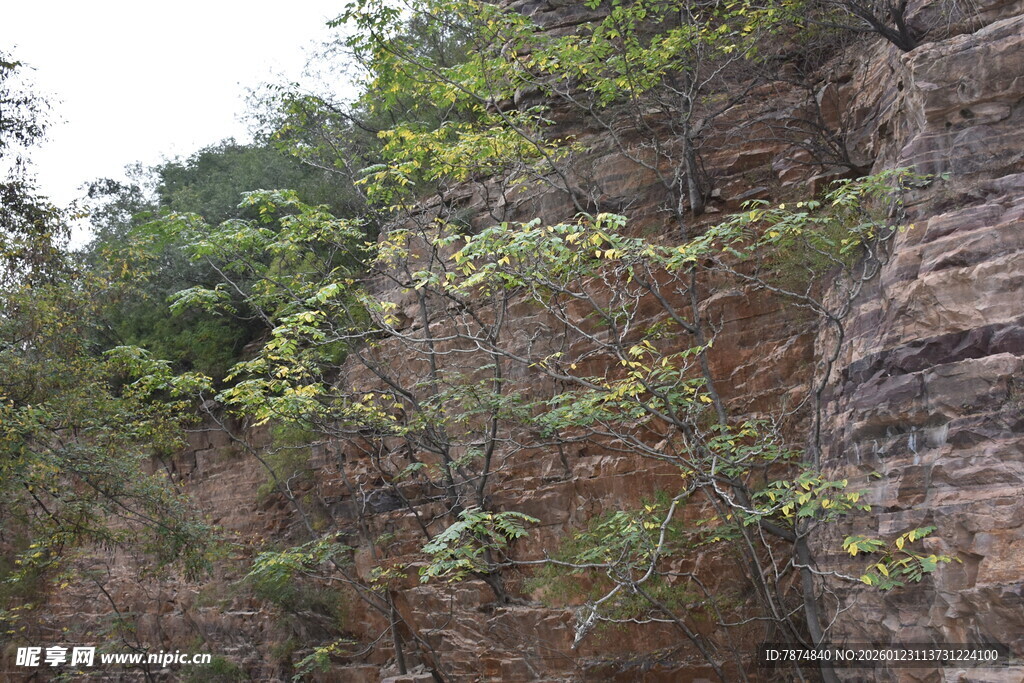 崖壁上的绿植生机盎然