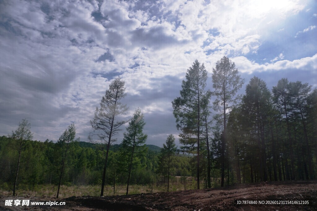 森林中的蓝天白云景象