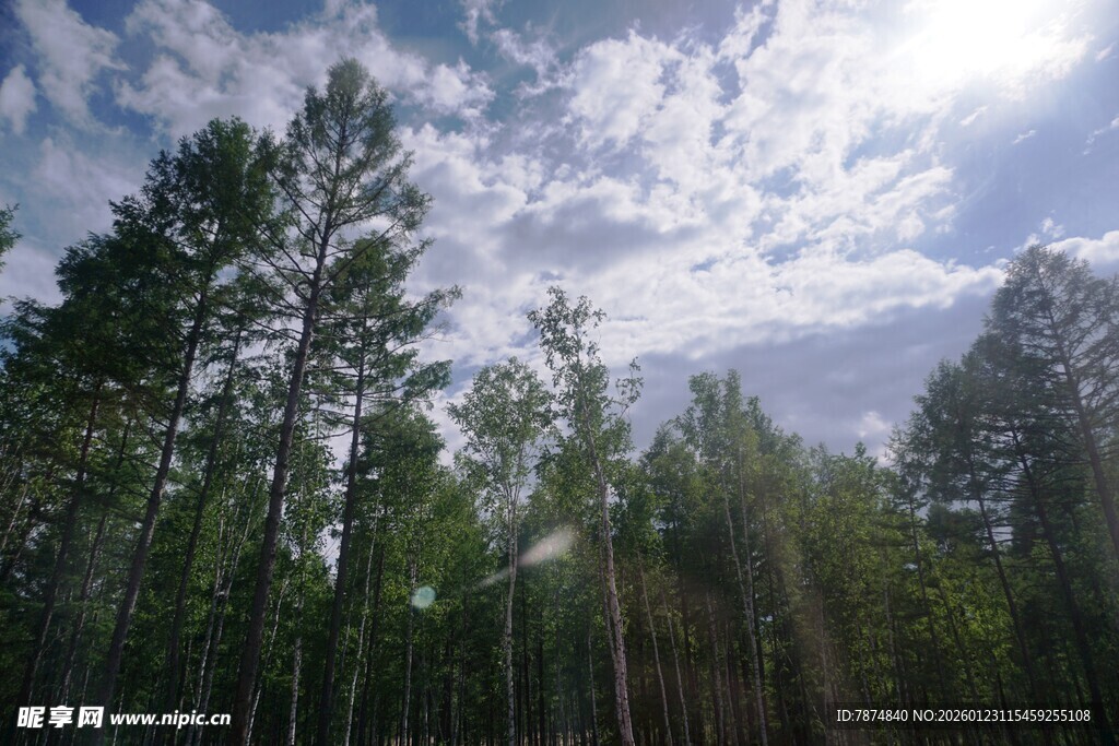 阳光照耀下的茂密森林