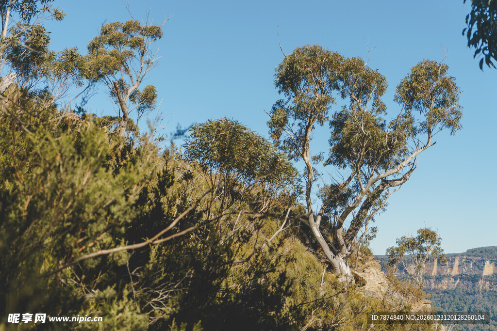 山林间的树木与开阔蓝天