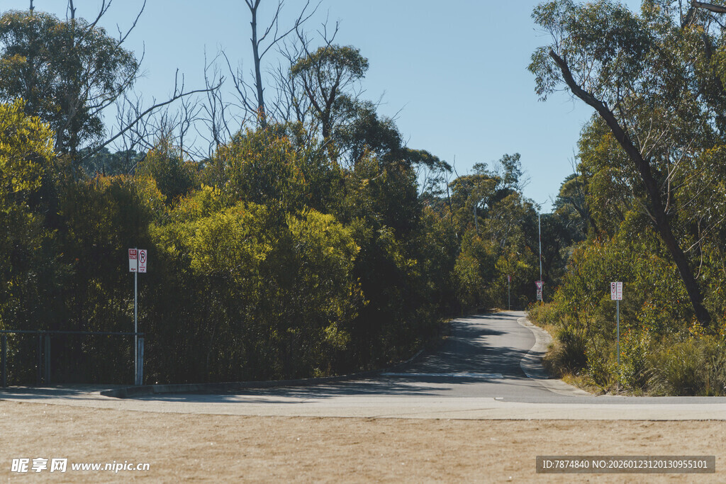 林间空旷道路场景