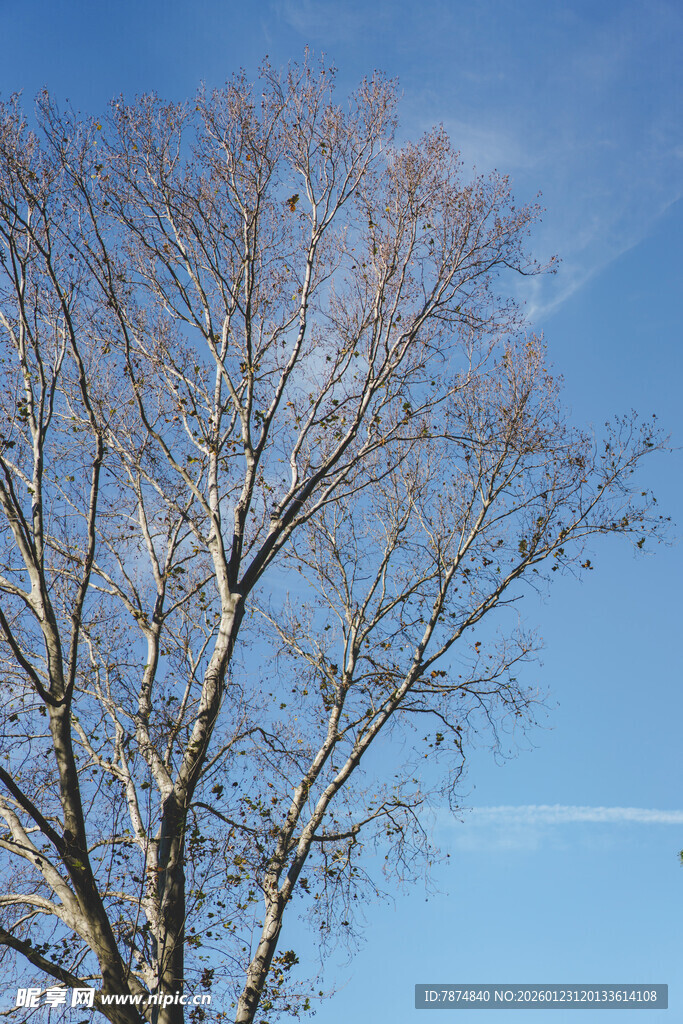 冬日树枝映蓝天