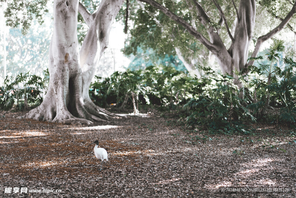 林间白鸟栖息于大树之下