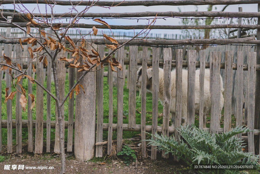 木质围栏旁的自然景致