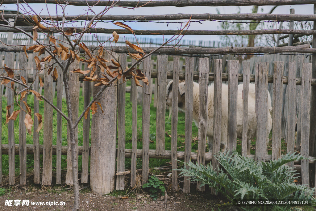 木质围栏旁的自然景致