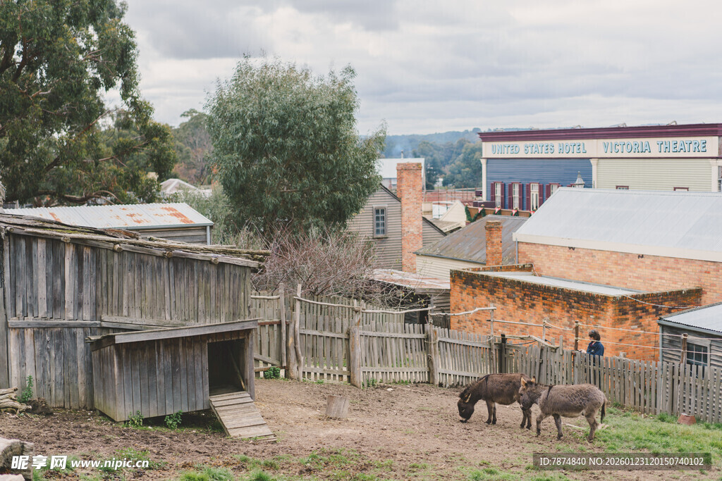 乡村小屋旁的马匹