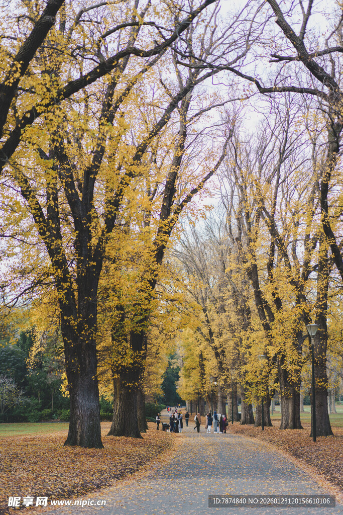 秋日银杏林荫道美景