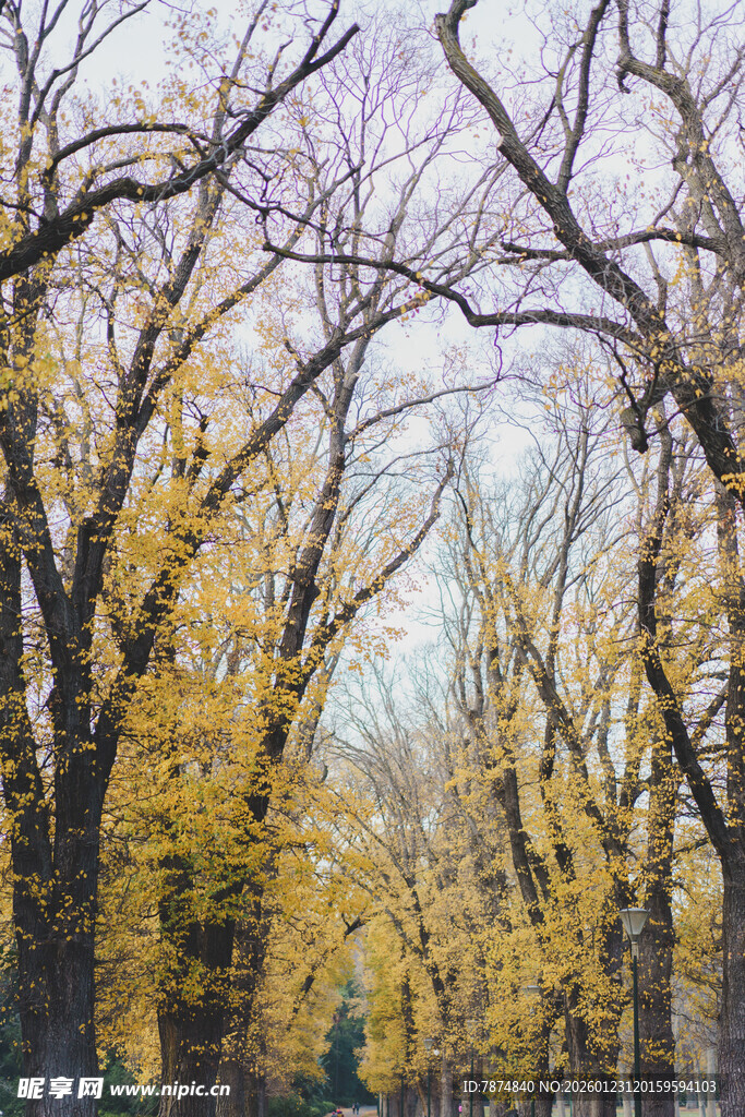 秋日林间黄叶树木景观